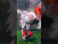 Beautiful Oranda Goldfish Aquarium #goldfishtank #orandagoldfish