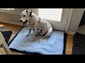Dog Cooling Mat, Thick Cooling Mat for Extra Large Dogs with PCM & Thermochromic Tech, Dual-Sided Du