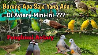 Isi Burung Aviary Mini , Apa Sajakah Isi Burung di Aviary Mini Ini ???