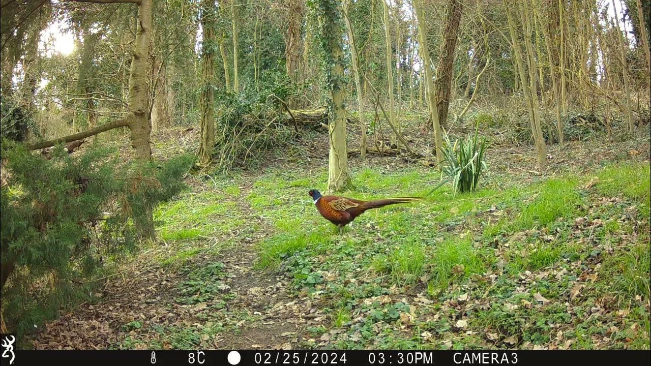 March of the pheasants Trail camera wildlife Garden Watch Burton