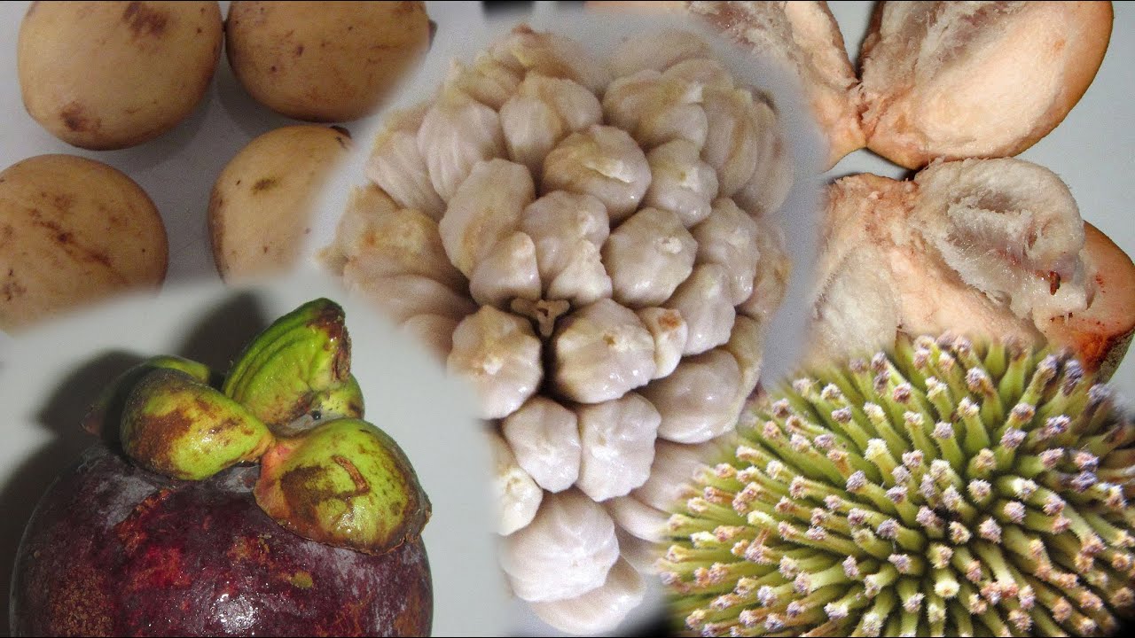 exotic fruits in the philippines - youtube