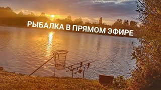 Рыбалка. Прямая трансляция / Виталий Дальке