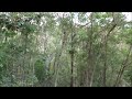 Late afternoon  early evening aussie bush  nature sounds  gets dark very quickly