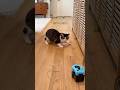 String cat treadmill - interactive cat toy #cats