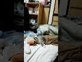 たんけんぼくのまち