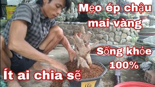 Mẹo ép chậu mai vàng đơn giản hiệu quả 99%.