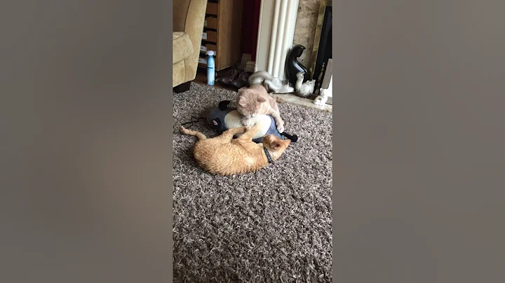 Watch the video about British short Hair Vs Devon Rex