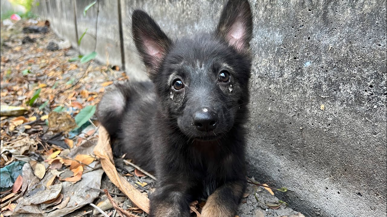 ⁣I Brought Home A Homeless Innocent German Shepherd Puppy On The Street