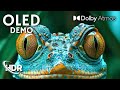 OLED HDR: Elevating Picture Quality to New Heights 4K/8K TV