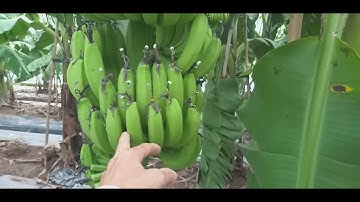 kinh nghiệm lưu ý khi chăm bón thúc chuối tết | chuối tiêu hồng - chuối tết hưng yên