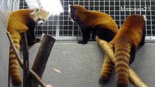 母が気になるレッサーパンダ3姉妹~Red Pandas
