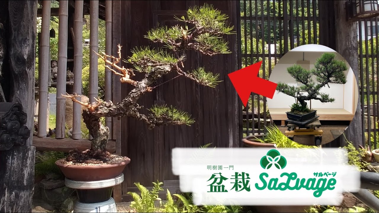 [Bonsai Salvage]remaking of black pine
