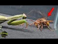 ¡No lo CREERÁS! MANTIS RELIGIOSA y AVISPÓN EUROPEO - ¡Esta MANTIS no TIENE RIVAL!