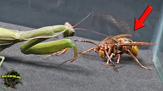 You WILL NOT believe! PRAYING MANTIS and EUROPEAN HORNET  This MANTIS is INVINCIBLE!