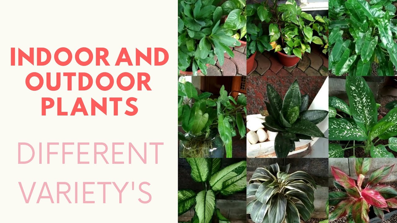 #Different types of plants #indoorplants#outdoorplants#
