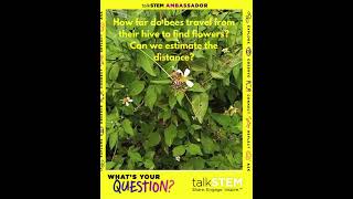 How far do bees travel from their hive to find flowers? Can we estimate the distant?