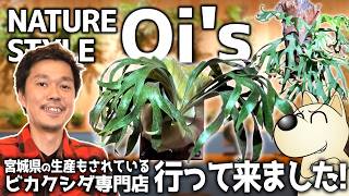 A Staghorn Fern Specialty Shop in Miyagi! Visited Oi's! - YouTube