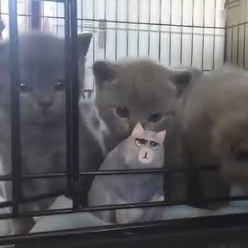 British shorthair kittens for sale singapore