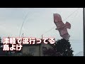 津軽で大流行している鳥よけ　鷹型カイト　The chicken which is popular in Aomoriproof