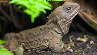 HOW DID THIS 3-EYED-REPTILE OUTLIVE THE DINOSAURS?
