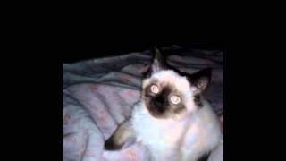 Котёнок нападает на человека ночью. Котёнок нападает на человека ночью.