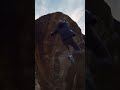 V13 Finger Sl*t | Sera Gearhart #climbing #bouldering