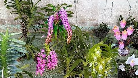 Lan rừng Bình Thuận giá rẻ LH 0363555539 Zalo ngày 15/12#lanrunggiare #tabthịnhhànhphonglanrừng 