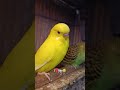 budgie birds 🦜