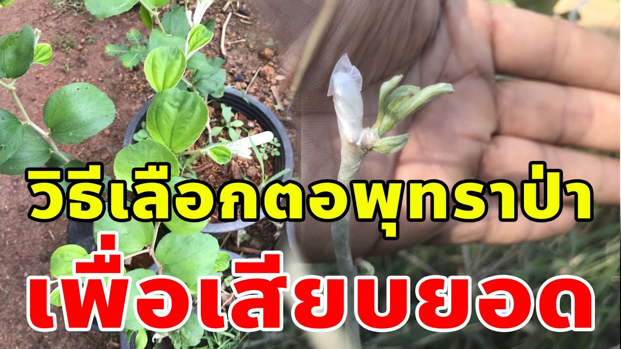 วิธีเลือกต่อพุทราป่า เพื่อเสียบยอด