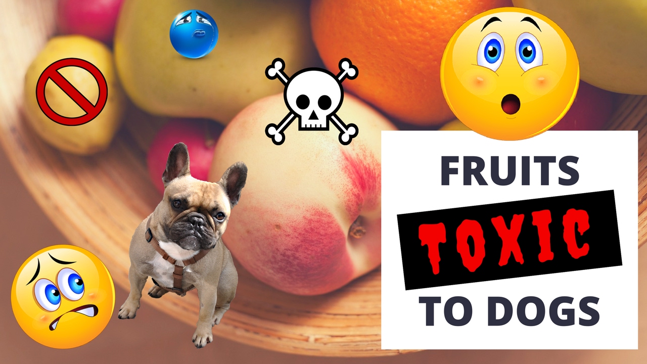 Fruits Toxic To Dogs
