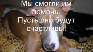 Стафы имеют право жить, но не всегда выживают Стафы имеют право жить, но не всегда выживают