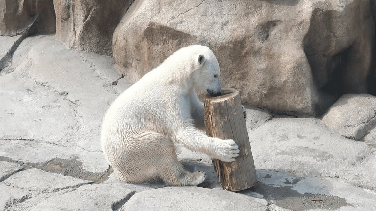 おやつをもらったゆめちゃん🐻‍❄️🍎🐟🦴【王子動物園】