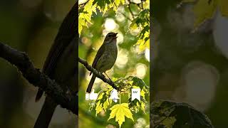 North American Warbling Vireo Birdsong | Relaxing Nature Sounds
