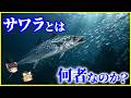 【ゆっくり解説】魚へんに春なのに旬は秋冬!?「サワラ(鰆)」とは何者なのか?を解説/瀬戸内海から消えかけた「サワラ」の復活劇