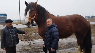 ЦЫГАНСКИЕ ЛОШАДИ🐎КОБЫЛА АНТАЛИЯ МЕЧТА ЛЮБОГО КОНЕВОДА💪