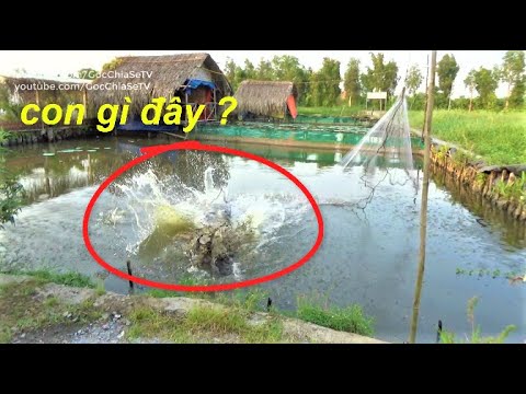 HÁI LƯỢM VÀ SĂN BẮT Ở ĐẦM MÃ TRẮNG ⭐ Góc Chia Sẻ