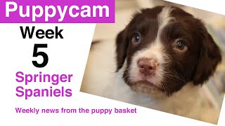 Puppies | Springer Spaniel Puppies | Week 5 visit to the puppy pen by Dog Advice Videos 2,405 views 3 years ago 5 minutes, 43 seconds