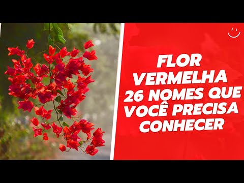 Vídeo: Esquema de cores vermelhas em jardins - projetando com plantas com flores vermelhas