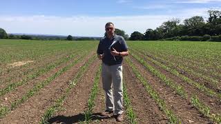 ACT Forage Demonstration Maize Trial Yorkshire