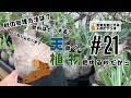 【塊根植物/多肉植物】#21 - 天高く、植物肥ゆる秋だから【パキポディウム】