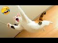 Videos De Risa De Animales 2023 - Perros y Gatos Chistosos - Videos De Animales Graciosos #28