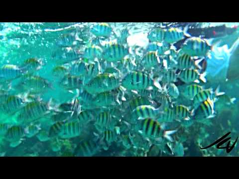 snorkeling by Playa Del Carmen Mexico