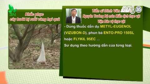 Xua đuổi ruồi vàng hại quả bưởi