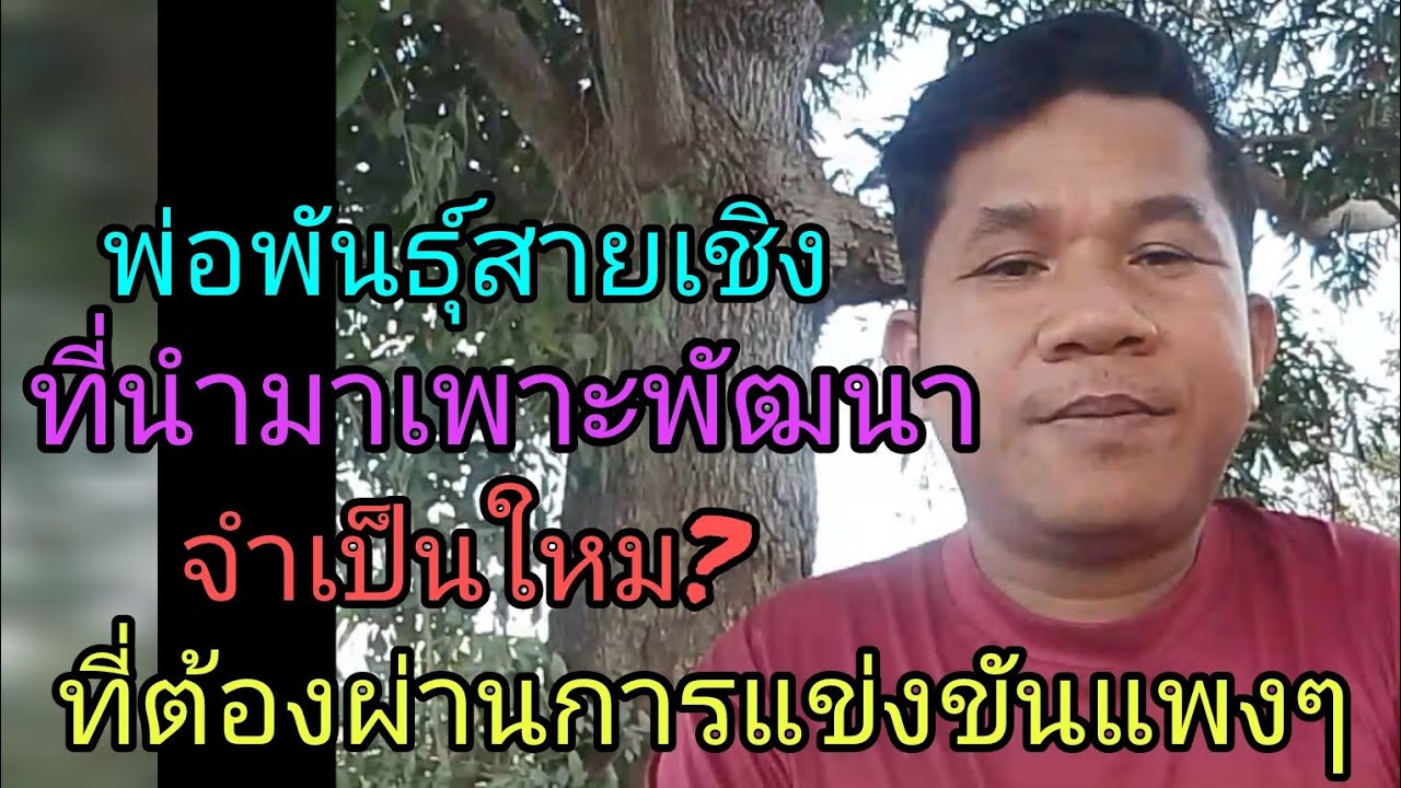 เริ่มเพาะเลี้ยงไก่ป่าก๋อยควรหาพ่อแม่พันธุ์แบบไหนมาพัฒนา สนใจสายพันธุ์ 094 169 3285