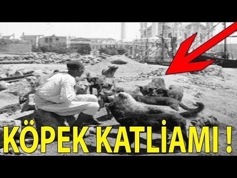 Tarihimizin Kara LEKESİ: KÖPEK KATLİAMI (HAYIRSIZ ADA)