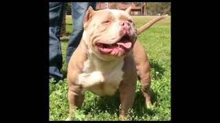 Innovation Bully Warlord Dax Son