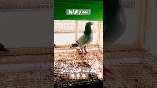 تربية الحمام الزاجل بالمغرب #pigeon_voyageur___الحمام_الزاجل