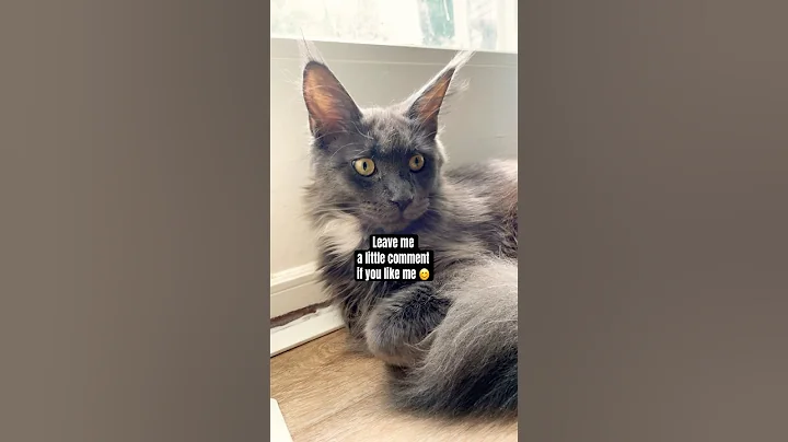 Video 11405051: mainecoon cat kitten cute