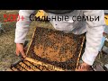 500+ Результат ранней выставки.  Сильные семьи.