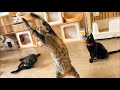 【家猫】新しいオモチャで楽しそうに遊ぶ猫たち